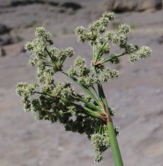 Scirpoides holoschoenus (L.) Sojak subsp. globifera (L. f.) Sojak [10/13]