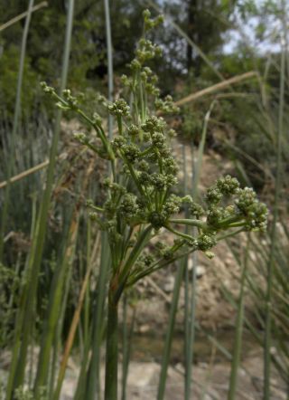 Scirpoides holoschoenus (L.) Sojak subsp. globifera (L. f.) Sojak [7/13]