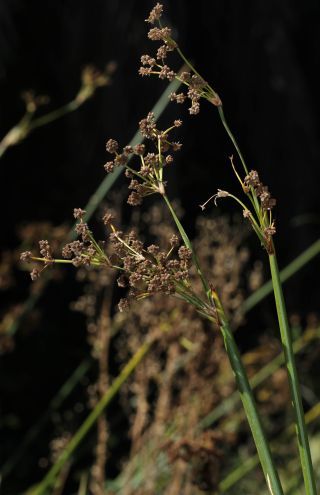 Scirpoides holoschoenus (L.) Sojak subsp. globifera (L. f.) Sojak [13/13]