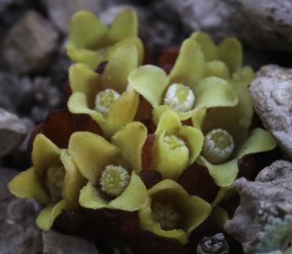 Cytinus hypocistis subsp. macranthus Wettst. [4/7]