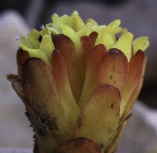 Cytinus hypocistis subsp. macranthus Wettst. [7/7]