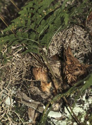 Davallia canariensis (L.) Sm. [7/11]