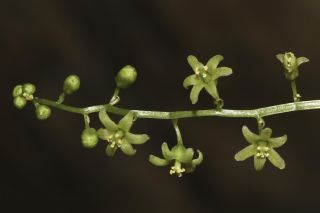 Dioscorea communis (L.) Caddik & Wiklin [4/10]