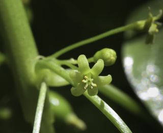 Dioscorea communis (L.) Caddik & Wiklin [9/10]