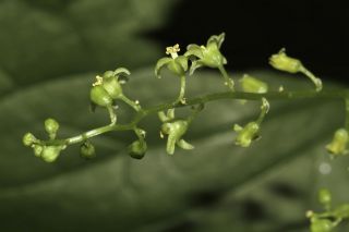Dioscorea communis (L.) Caddik & Wiklin [5/10]