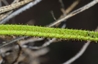 Drosophyllum lusitanicum (L.) Link [4/14]