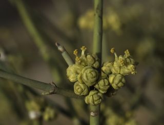 Ephedra alata Decaisne subsp. alenda (Stapf) Trabut [6/8]