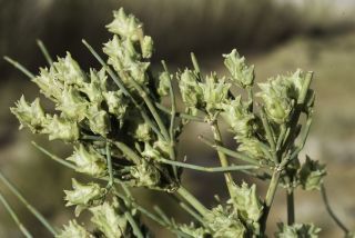Ephedra alata Decaisne subsp. alenda (Stapf) Trabut [7/8]