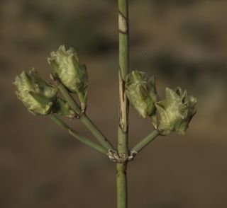 Ephedra alata Decaisne subsp. alenda (Stapf) Trabut [8/8]