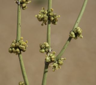 Ephedra alata Decaisne subsp. alenda (Stapf) Trabut [5/8]