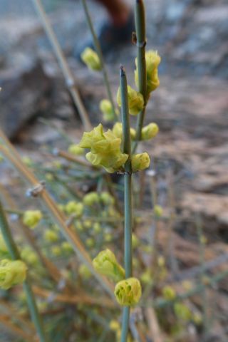 Ephedra alata Decaisne subsp. alenda (Stapf) Trabut [12/12]
