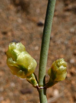Ephedra alata Decaisne subsp. alenda (Stapf) Trabut [11/12]