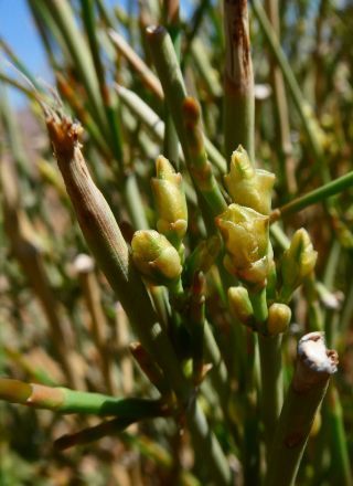 Ephedra alata Decaisne subsp. alenda (Stapf) Trabut [10/12]