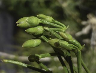 Ephedra altissima Desf. [7/12]