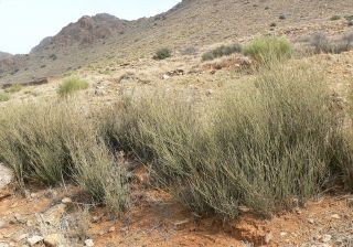 Ephedra fragilis Desf. subsp. cossonii (Stapf) Maire [5/13]