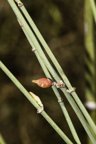 Ephedra fragilis Desf. subsp. cossonii (Stapf) Maire [11/13]