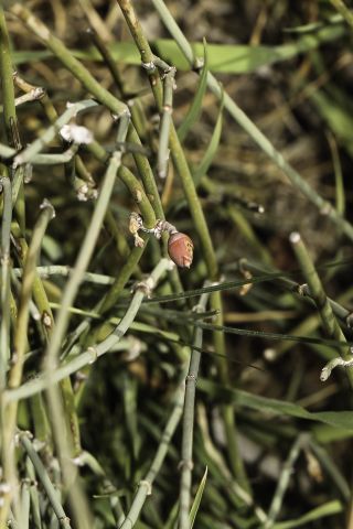 Ephedra fragilis Desf. subsp. cossonii (Stapf) Maire [10/13]