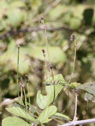 Equisetum ramosissimum Desf. [2/2]