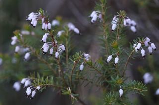Erica multiflora L. [1/2]