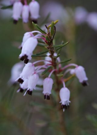 Erica multiflora L. [2/2]