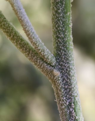 Chrozophora tinctoria (L.) A. Juss. [6/8]