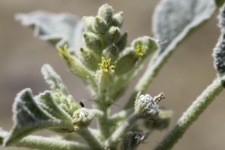 Chrozophora tinctoria (L.) A. Juss. [7/8]