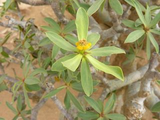 Euphorbia balsamifera Aiton [1/18]