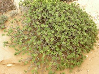 Euphorbia balsamifera Aiton [10/18]