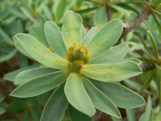 Euphorbia balsamifera Aiton [2/18]