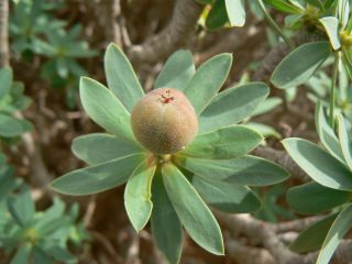 Euphorbia balsamifera Aiton [7/18]