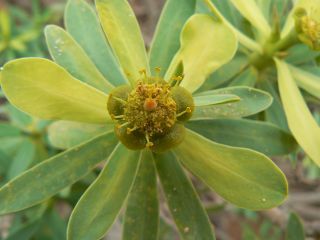 Euphorbia balsamifera Aiton [8/18]