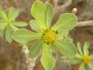 Euphorbia balsamifera Aiton [9/18]