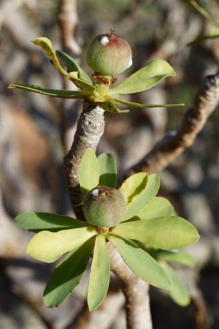 Euphorbia balsamifera Aiton [17/18]