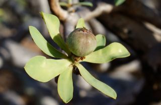 Euphorbia balsamifera Aiton [18/18]