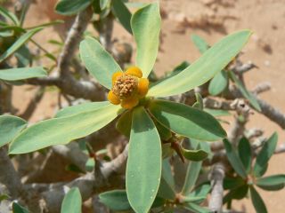 Euphorbia balsamifera Aiton [4/18]