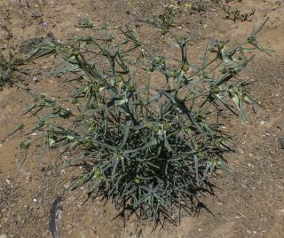 Euphorbia calyptrata Cosson & Durieu [1/14]
