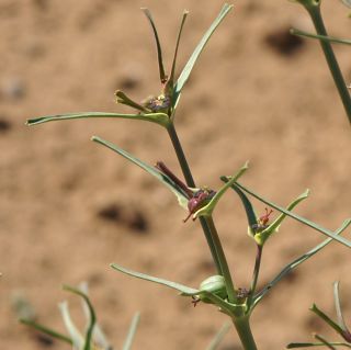 Euphorbia calyptrata Cosson & Durieu [3/14]