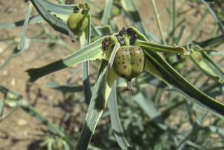 Euphorbia calyptrata Cosson & Durieu [4/14]