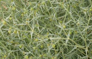 Euphorbia calyptrata Cosson & Durieu [5/14]