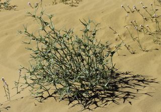 Euphorbia calyptrata Cosson & Durieu [8/14]