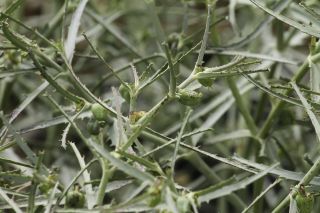 Euphorbia calyptrata Cosson & Durieu [10/14]