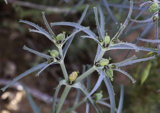 Euphorbia calyptrata Cosson & Durieu [7/14]