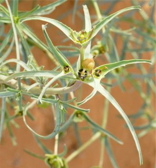 Euphorbia calyptrata Cosson & Durieu [6/14]