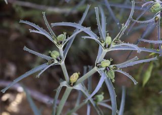 Euphorbia calyptrata Cosson & Durieu [6/15]