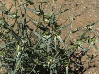 Euphorbia calyptrata Cosson & Durieu [8/14]