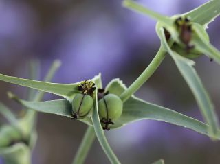 Euphorbia calyptrata Cosson & Durieu [11/15]