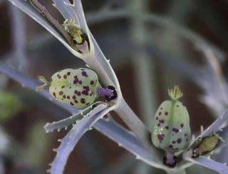 Euphorbia calyptrata Cosson & Durieu [13/15]