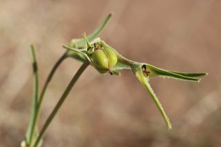 Euphorbia calyptrata Cosson & Durieu [15/15]