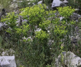 Euphorbia clementei subsp. villosa (Faure & Maire) Vicens, Molero & C.Blanché [1/7]