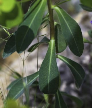 Euphorbia clementei subsp. villosa (Faure & Maire) Vicens, Molero & C.Blanché [2/7]